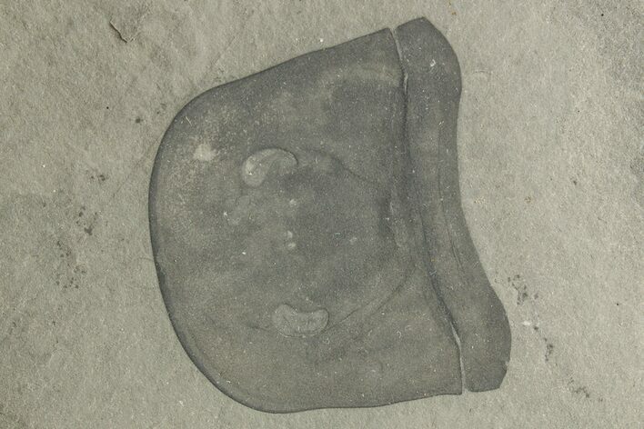 Eurypterus (Sea Scorpion) Head - New York #369355